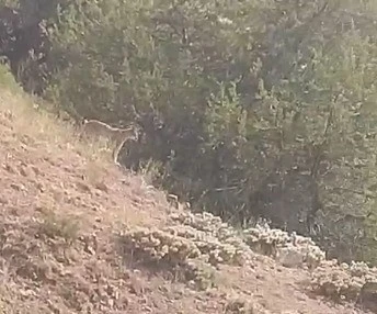 Yozgat’ta vaşak görüntülendi
