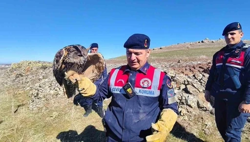 Yozgat&rsquo;ta yaralı puhu kurtarıldı
