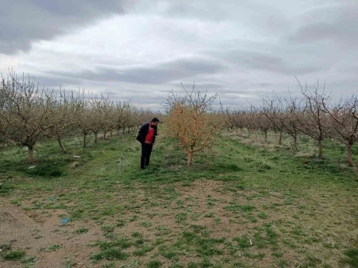 Yozgat’ta zirai don, üreticileri zarara uğrattı
