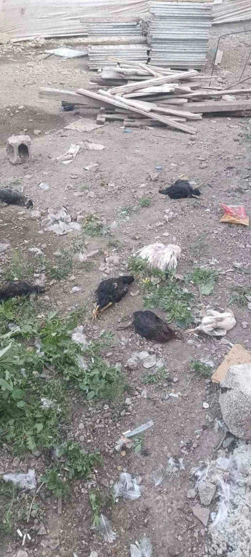 Yüksekova’da başıboş köpekler 21 hindi ve tavuğu telef etti
