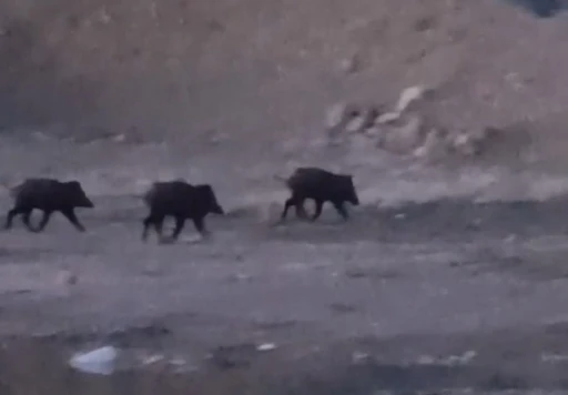 Y&uuml;ksekova&rsquo;da domuz s&uuml;r&uuml;s&uuml; g&ouml;r&uuml;nt&uuml;lendi
