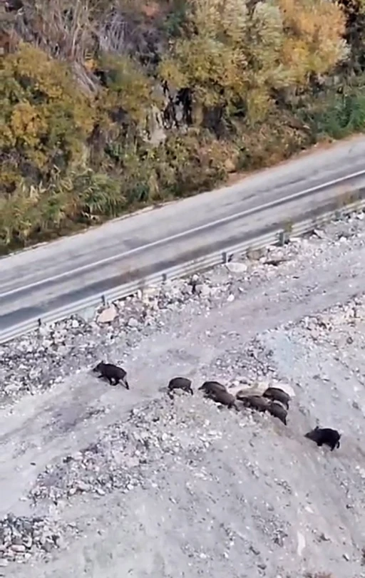 Yüksekova’da domuz sürüsü görüntülendi
