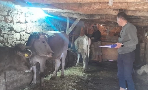 Yüksekova’da hayvanları kimliklendirme ve aşılama çalışması
