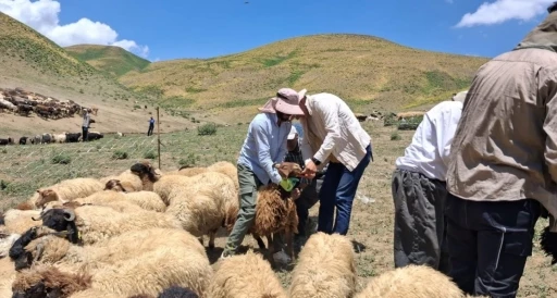 Y&uuml;ksekova&rsquo;da hayvanların aşılama ve kimliklendirme &ccedil;alışmaları s&uuml;r&uuml;yor
