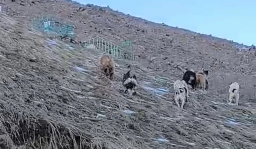 Y&uuml;ksekova&rsquo;da yerleşim yerine inen ayıları &ccedil;oban k&ouml;pekleri uzaklaştırdı
