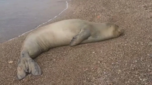 Yunanistan&rsquo;dan ka&ccedil;ıp Antalya&rsquo;da sahilde hareketsiz bulunan Akdeniz Foku denize salındı

