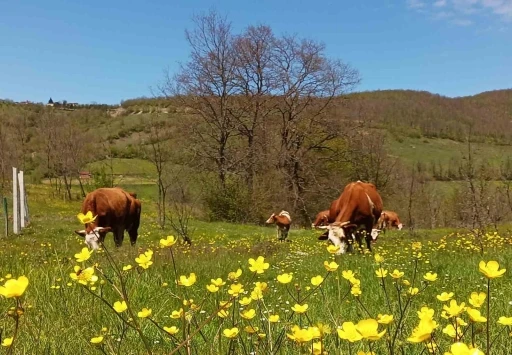 Yurt içi hayvan nakillerine yeni düzenleme
