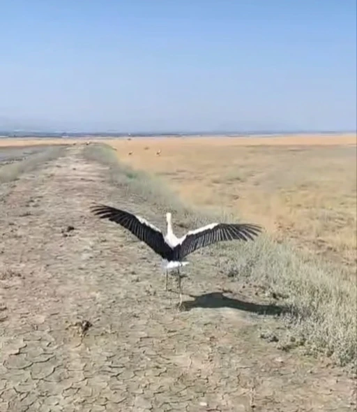Yuvadan düşen leylek tedavisinin ardından doğaya salındı

