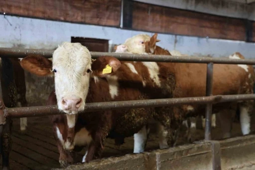 Y&uuml;zde 60 hibe aldığı destekle 300 hayvanlık &ccedil;iftlik kurdu
