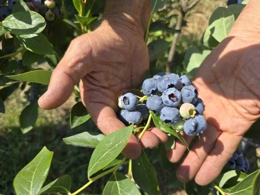 Y&uuml;zlerce ton &uuml;retim yapan &ccedil;ift&ccedil;i soğuk hava deposu istiyor
