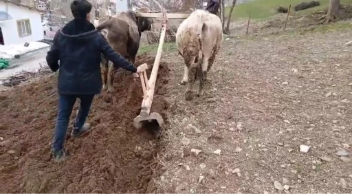 Zamana direnen gelenek: Bah&ccedil;esaray&rsquo;da trakt&ouml;r&uuml;n giremediği dik yama&ccedil;larda karasaban mesaisi
