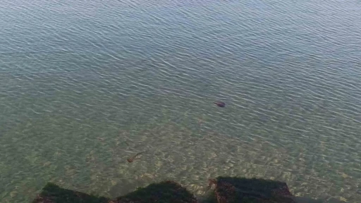 Zehirli pusula deniz anaları Tekirdağ sahilinde g&ouml;r&uuml;ld&uuml;
