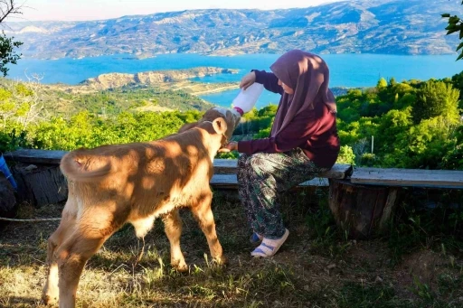 Zehra&rsquo;nın hayvan sevgisi sosyal medyada ilgi odağı oldu
