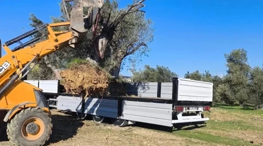 Zeytin ağacı taşıyacaklara &ouml;nemli uyarı: "İzinsiz işleme ceza var"
