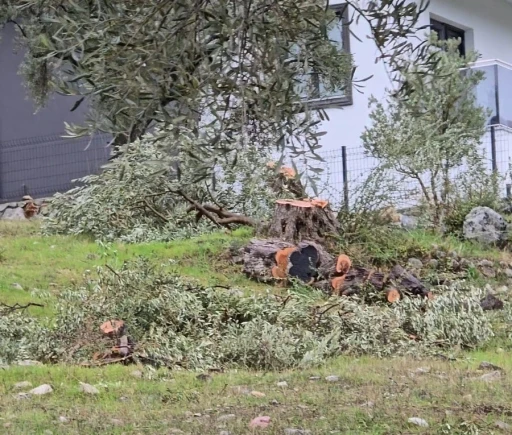Milas'ta Zeytin Krizi: İstifa Eden Başkana Para Cezası