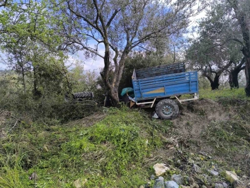 Zeytin bah&ccedil;esine u&ccedil;an patpatın s&uuml;r&uuml;c&uuml;s&uuml; &ouml;ld&uuml;
