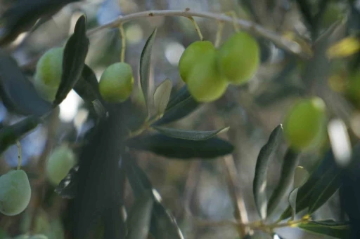 Zeytin halkalı leke hastalığına karşı &uuml;reticilere uyarı
