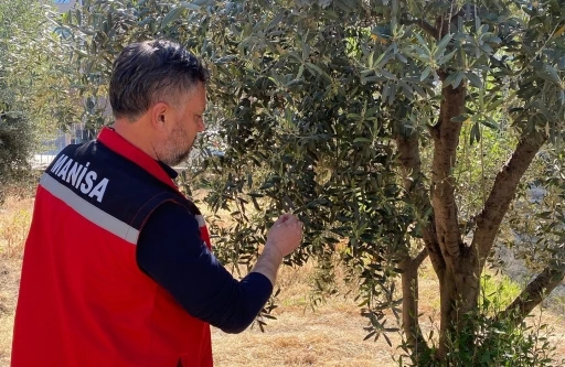 Zeytin üreticilerine ’Pamuklu bit’ uyarısı
