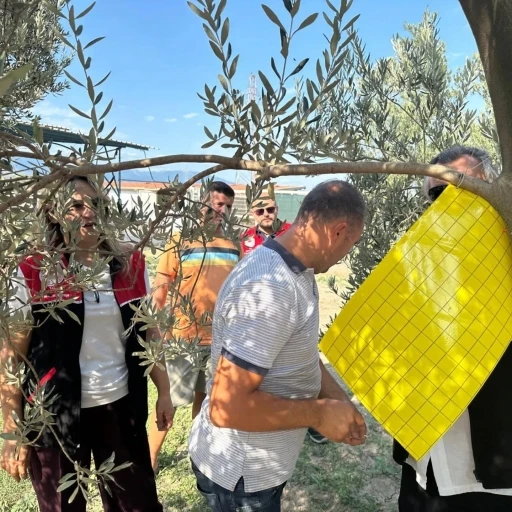 Zeytin üreticilerine zeytin sineğiyle mücadele için tuzak dağıtıldı
