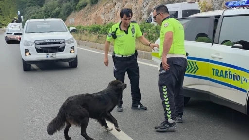 Zincirleme kazadan sonra yol ortasında kalan köpeğe polis sahip çıktı
