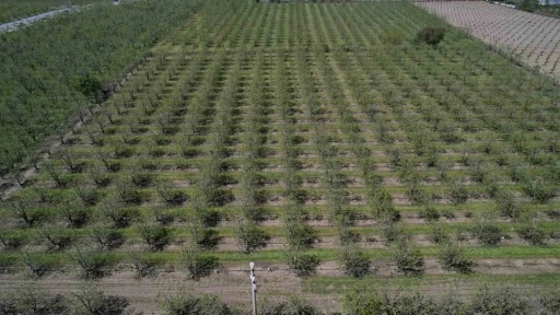 Zirai don Bursa Ovası’nda armut ve şeftaliyi teğet geçti
