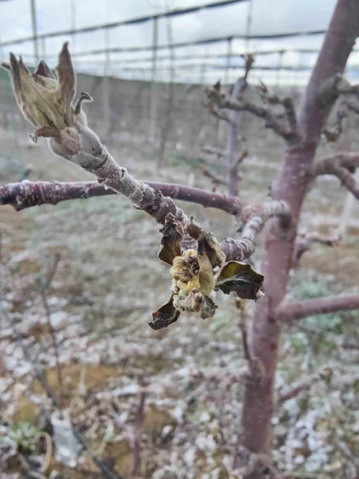 Zirai don mağduru üreticilerin bahçelerinde inceleme başlatıldı
