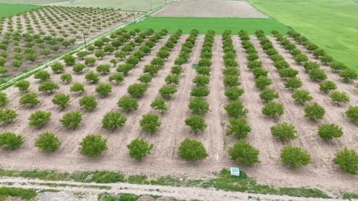 Zirai don ve iklim şartları kayısıda verim beklentisini d&uuml;ş&uuml;rd&uuml;
