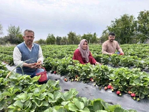 Zirai dondan ateş yakarak kurtardığı çileğin hasadına başladı
