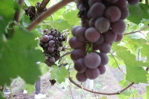 Zirai dondan etkilenerek verimi yüzde 80 düşen üzüm, çiftçinin hayal kırıklığı oldu
