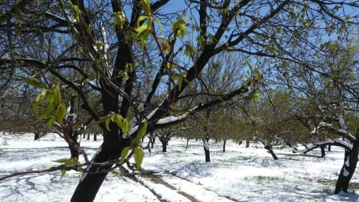 Zirai donun etkili olduğu Malatya’da hasar tespit çalışmaları sürüyor
