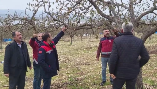 Zirai donun vurduğu Adıyaman’da meyve bahçelerinde hasar tespiti sürüyor
