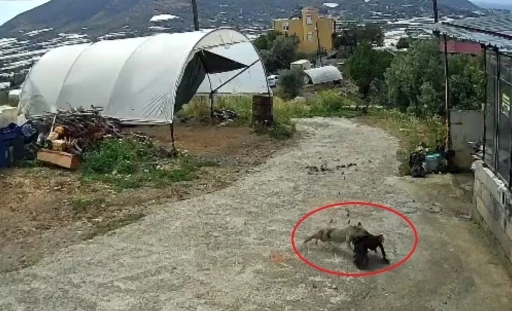 Ziyafete hazırlanan tilkiye ‘köpek’ şoku
