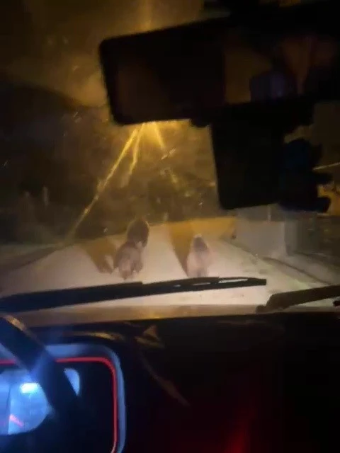 Zonguldak&rsquo;ta a&ccedil; kalan ayılar k&ouml;ye indi
