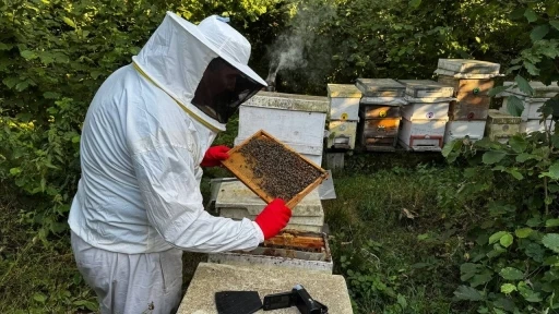 Zonguldak’ta arıcılık son 15 yılın en verimli dönemini yaşıyor
