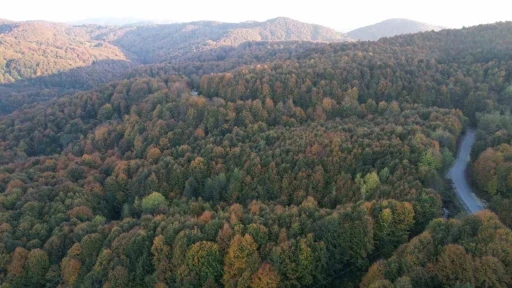 Zonguldak Valiliği 30 Eylül’e kadar ormanlara girişleri yasakladı

