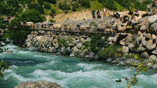 Zorlu coğrafyada hayat mücadelesi: Avaşin Deresi’ndeki asma köprüden geçen koyun sürüsü görenleri hayran bıraktı
