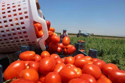 Zorlu mesaiyle kavurucu sıcaklıkta hasadı yapılan domates tarlada 15 TL&rsquo;den alıcı buluyor

