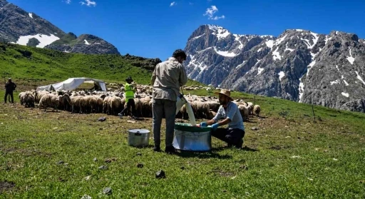 Zorlu yayla şartlarında tescilli lezzet &uuml;retiliyor
