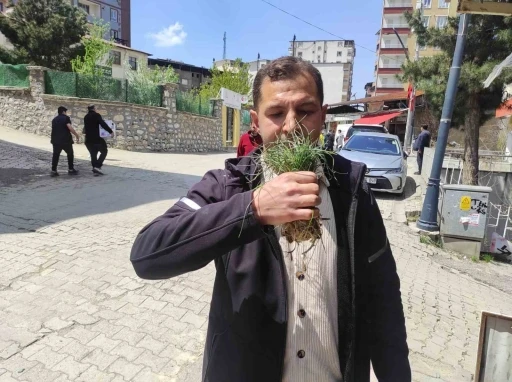 Zuzubak otu, k&ouml;yl&uuml;ler i&ccedil;in &ouml;nemli bir gelir kapısı
