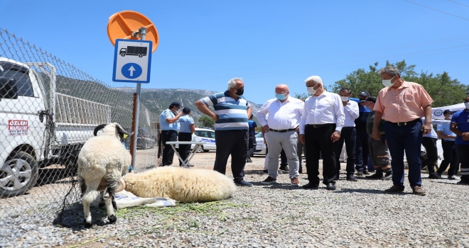 Büyükşehir Mezbahalarında Bin 79 Kesim Yapıldı