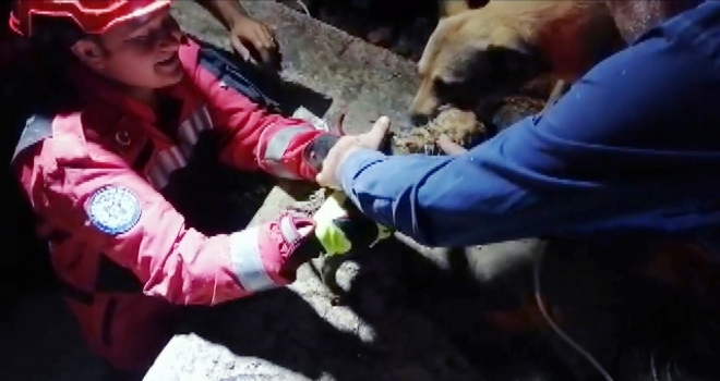 Anne K&ouml;peğin Yavrusu İle Duygulandıran Buluşması