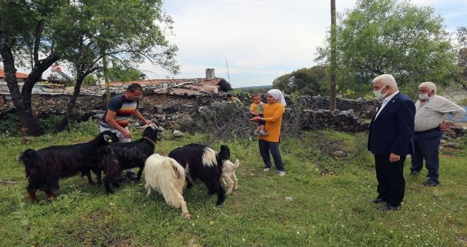 Muğla Büyükşehir Kıl Keçisi Dağıtımını Sürdürüyor