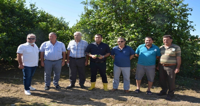 Narenciye Üreticisi Destek Bekliyor