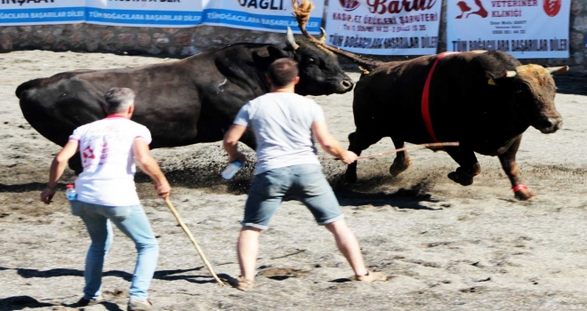 Ula Arenasında İlk Boğa Güreşi