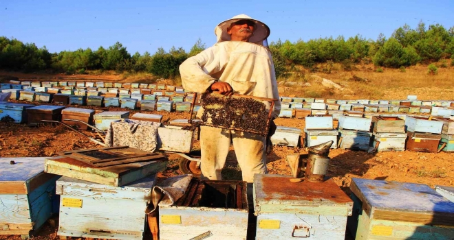 Tab Başkanı Ziya Şahin: “Arı Yoksa Tarım Çöker”