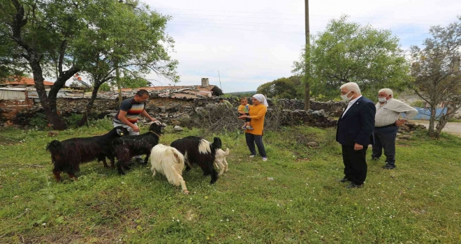 Büyükşehirden 126 Kadın Üreticiye Kıl Keçisi Desteği