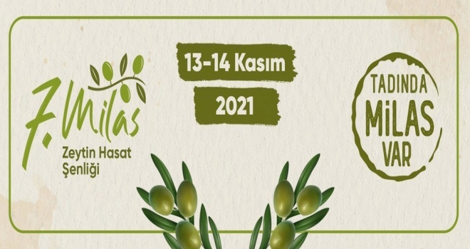 Milas Zeytin Hasat Şenliği Yarın Başlıyor
