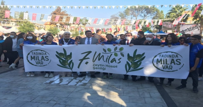 Milas Zeytin Hasat Şenliği Başladı