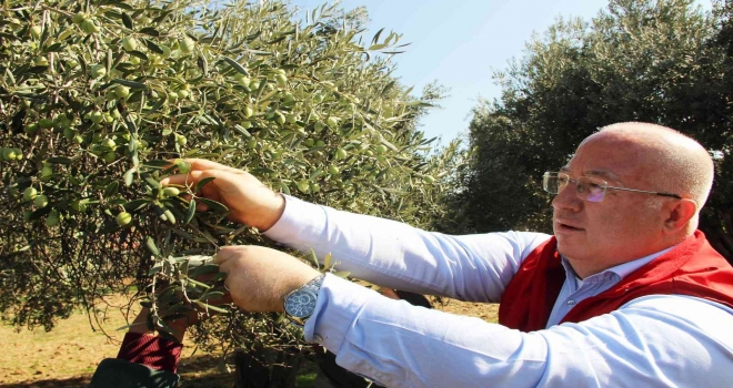 Zeytinyağları İhtiyaç Sahiplerine Dağıtılacak