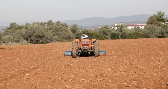 Bodrum Belediyesi Karakılçık Buğdayı Ve Kanola Tohumlarını Toprakla Buluşturdu